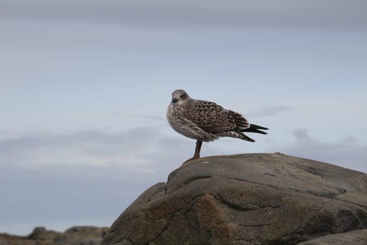 A bird sitting on a rock