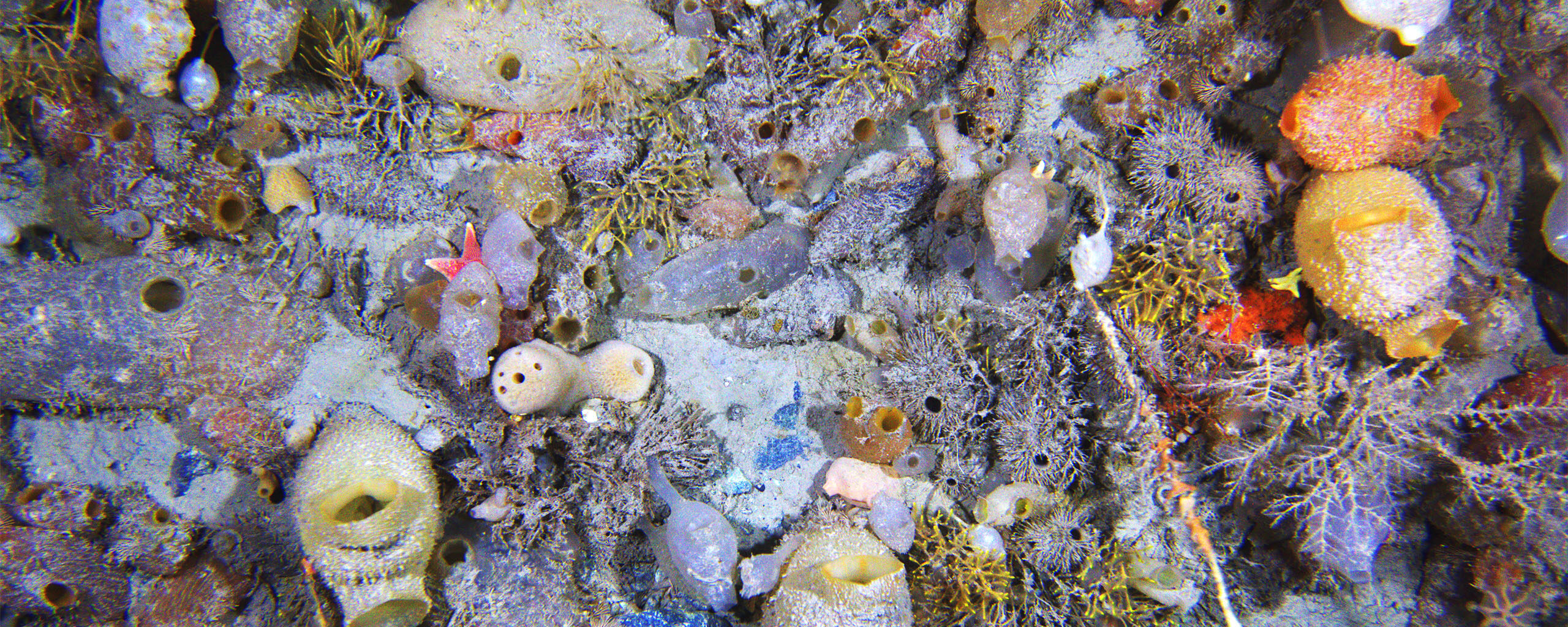 Antarctic seabed community