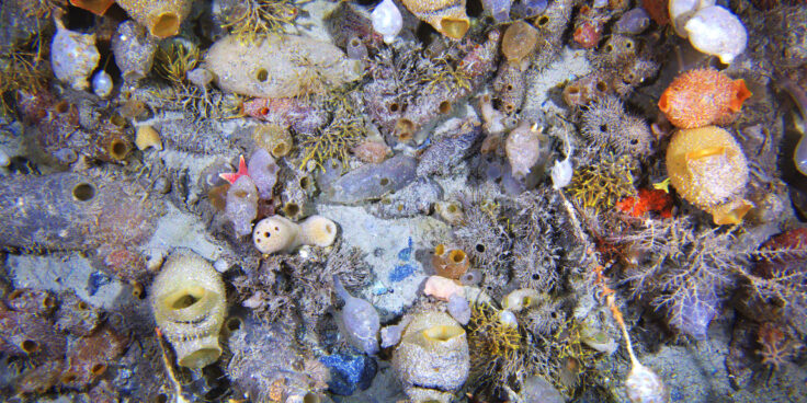 Antarctic seabed community