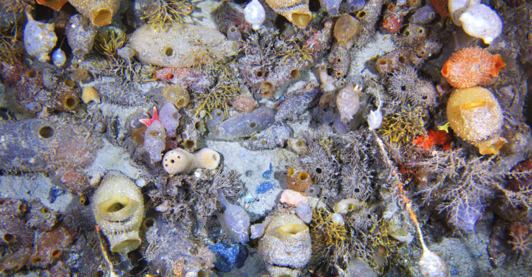 Antarctic seabed community