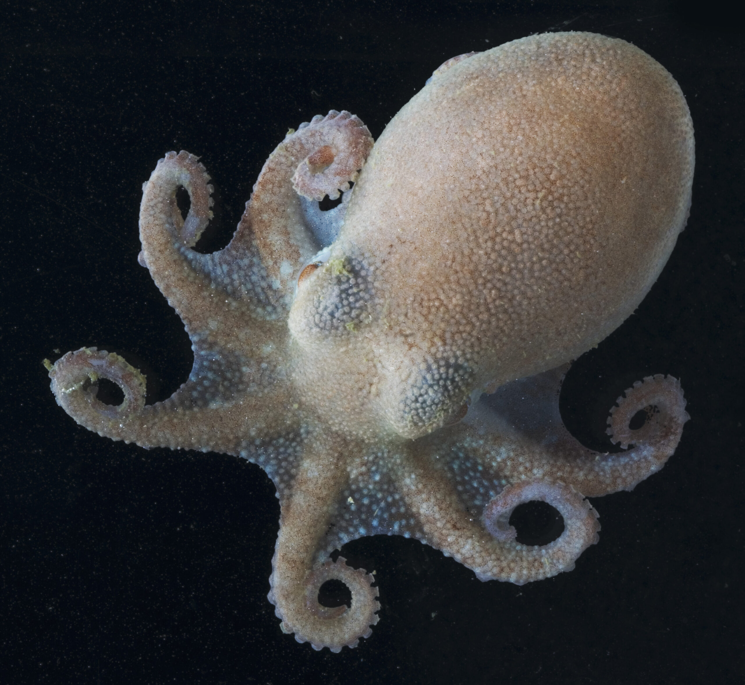 An octopus