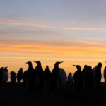 king penguins at sunset