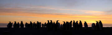 king penguins at sunset