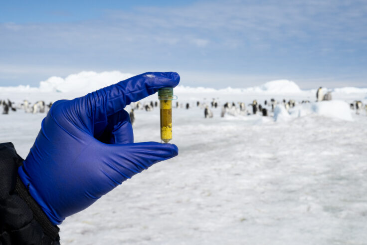 A blue gloved hand holding a small plastic sample bottle. The landscape behind is covered in snow and ice. There are lots of penguins