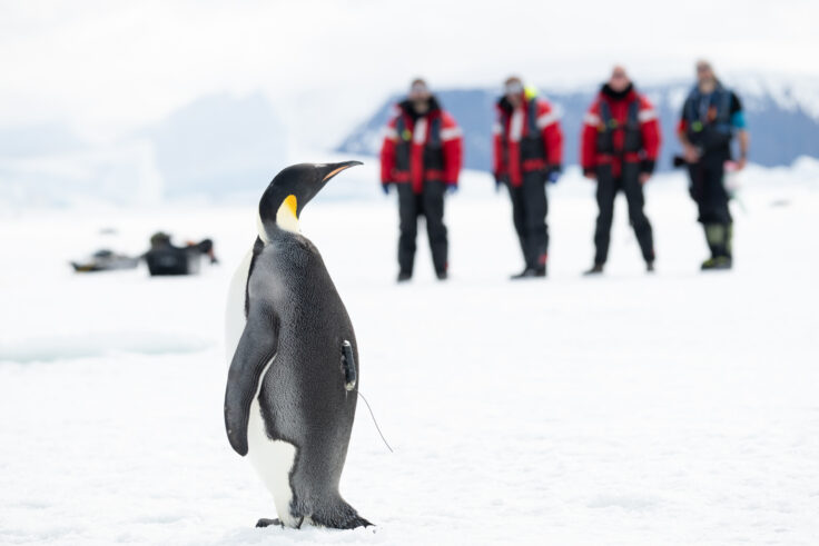 A penguin in the snow. Four people are stood in the background watching