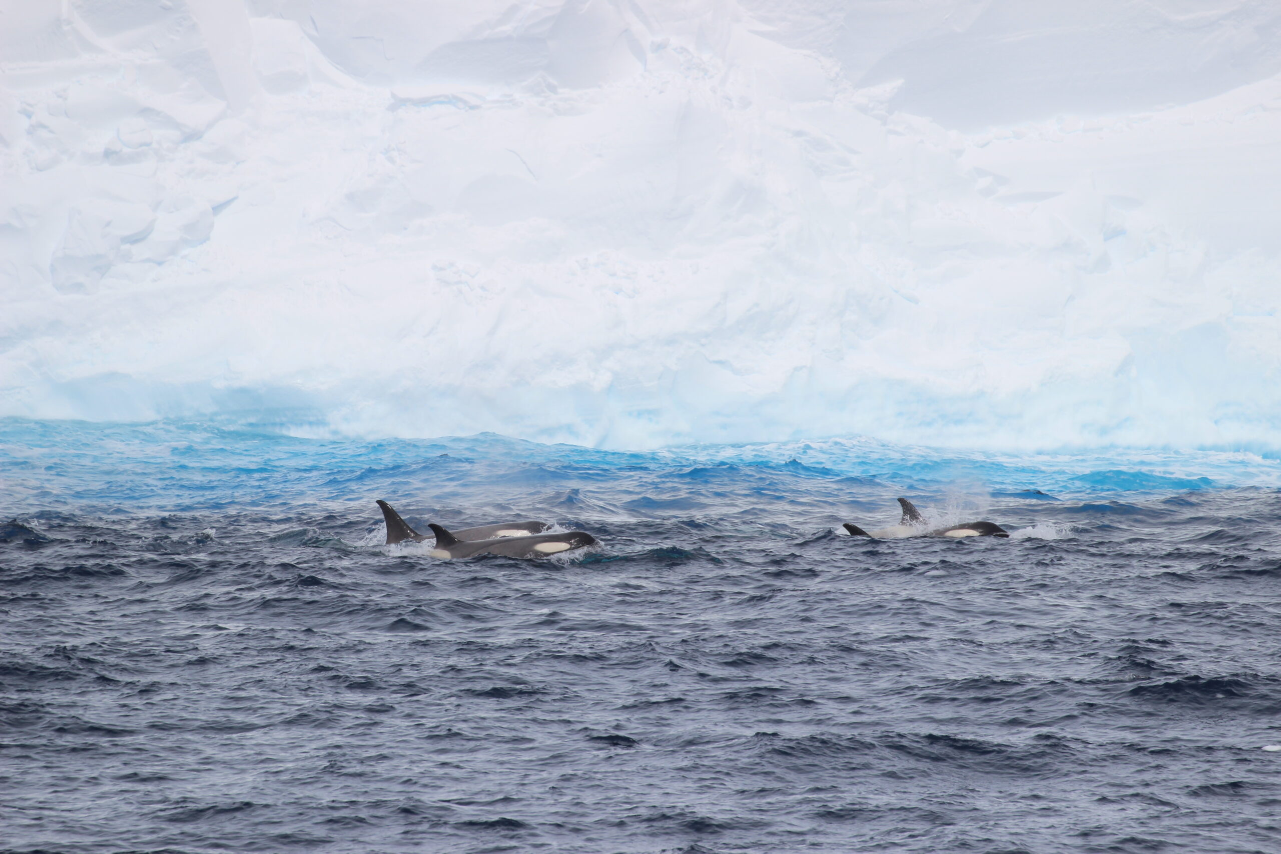 Pod of orca swimming alongside A23a giant iceberg
