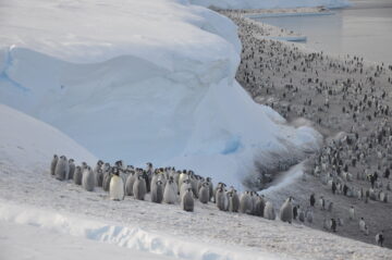 A herd of sheep walking across a snow covered mountain