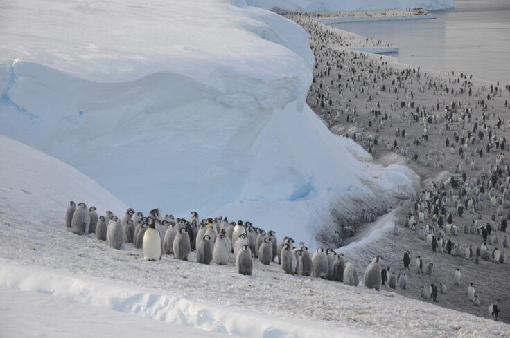 A herd of sheep walking across a snow covered mountain
