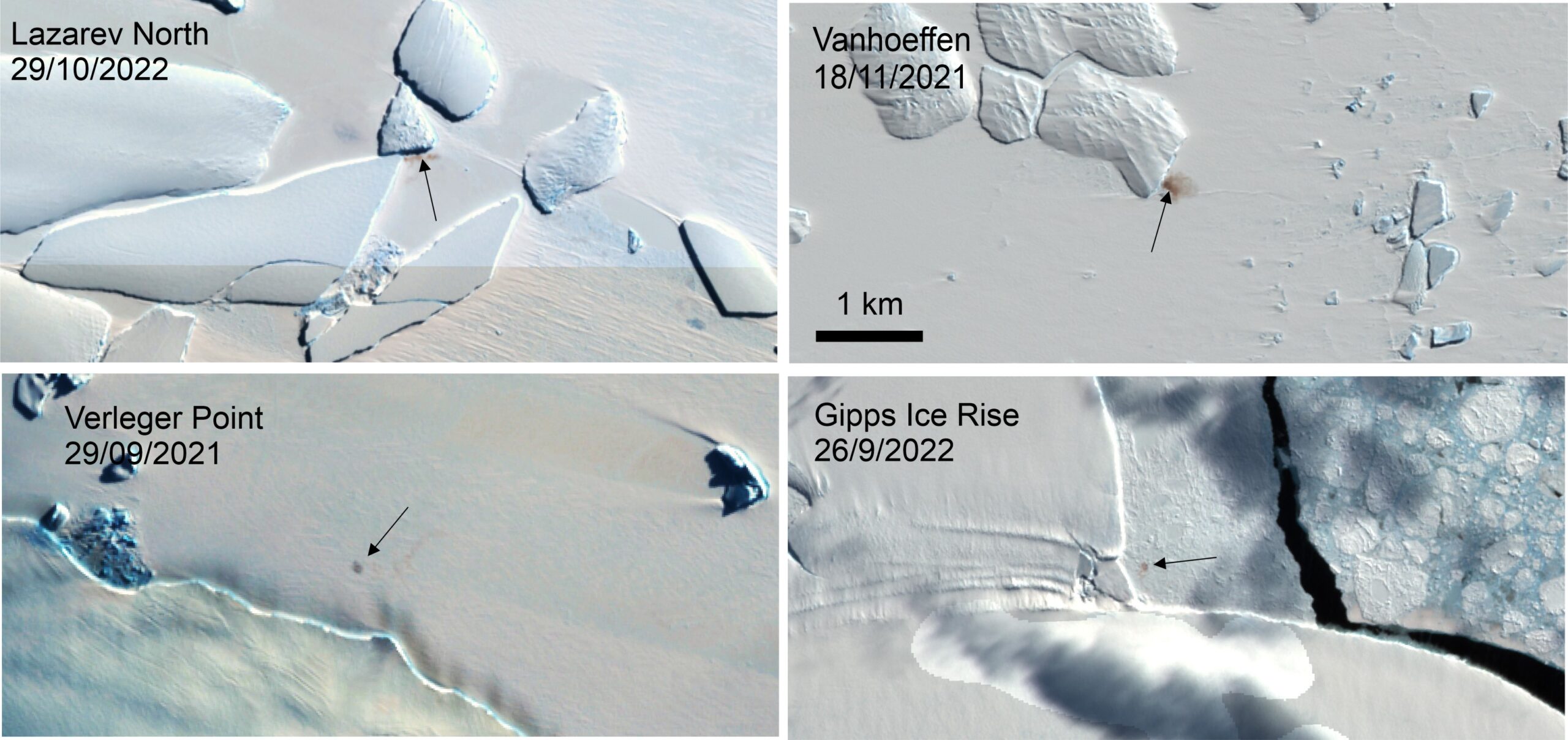Satellite images of four new emperor penguin colonies