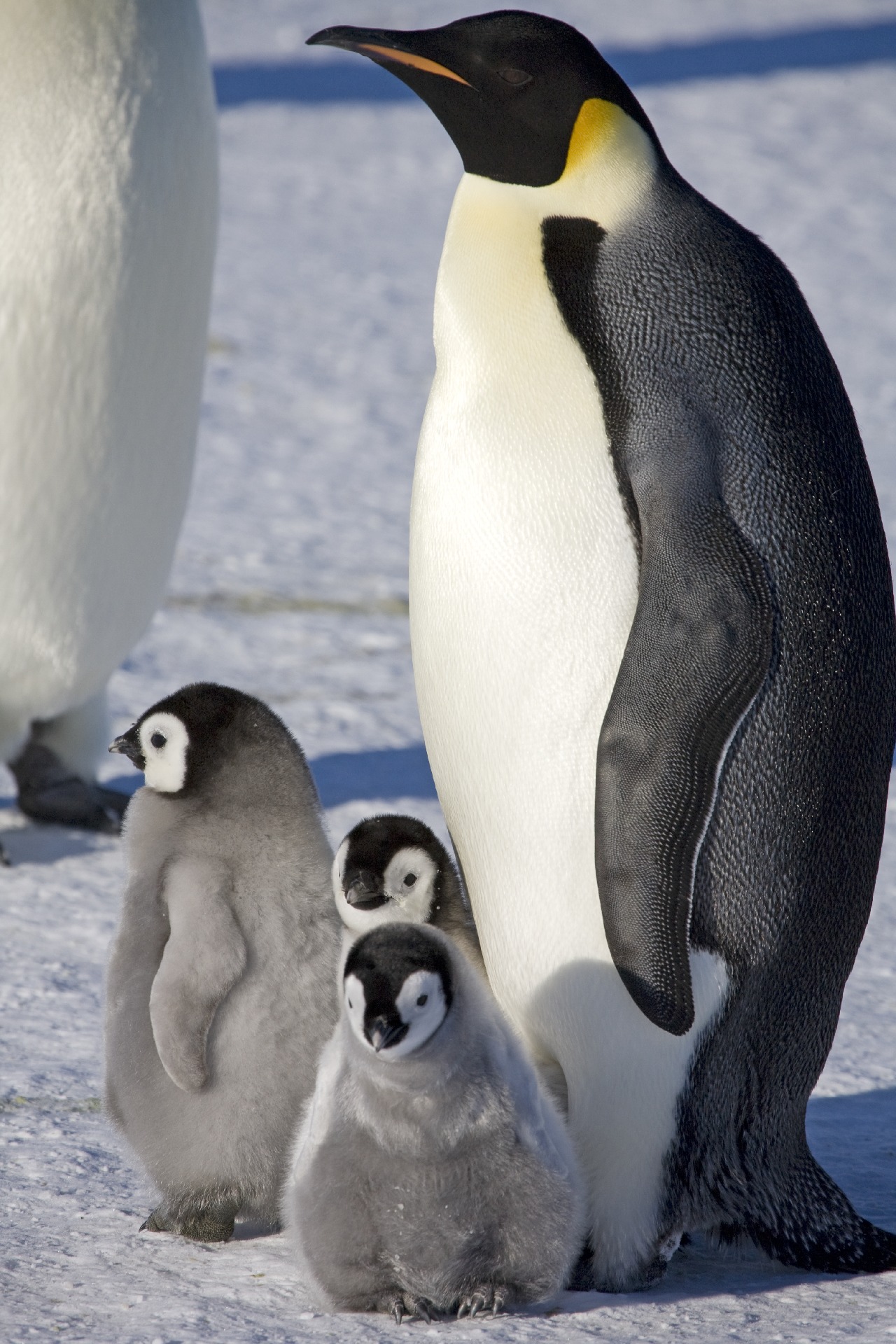 A close up of a penguin