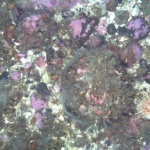 A photo of the seafloor