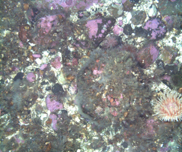 A photo of the seafloor