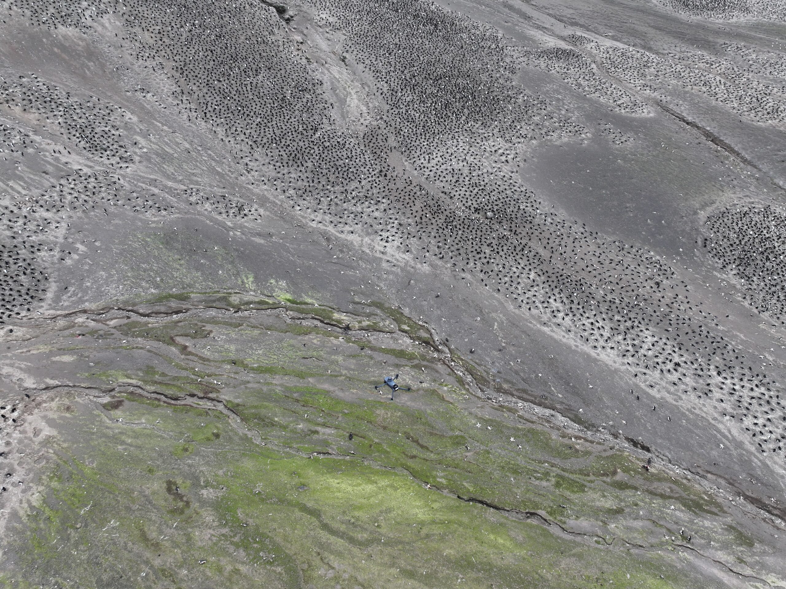 an aerial view of a penguin colony