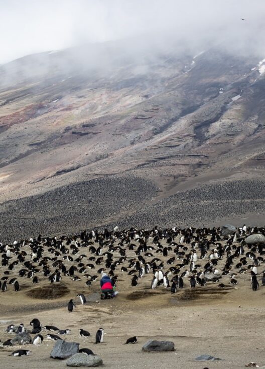 A flock of birds standing on top of a mountain
