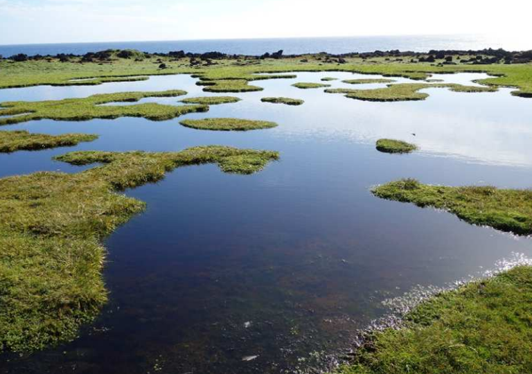 A body of water surrounded by green grass and trees