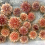 A group of sea urchins