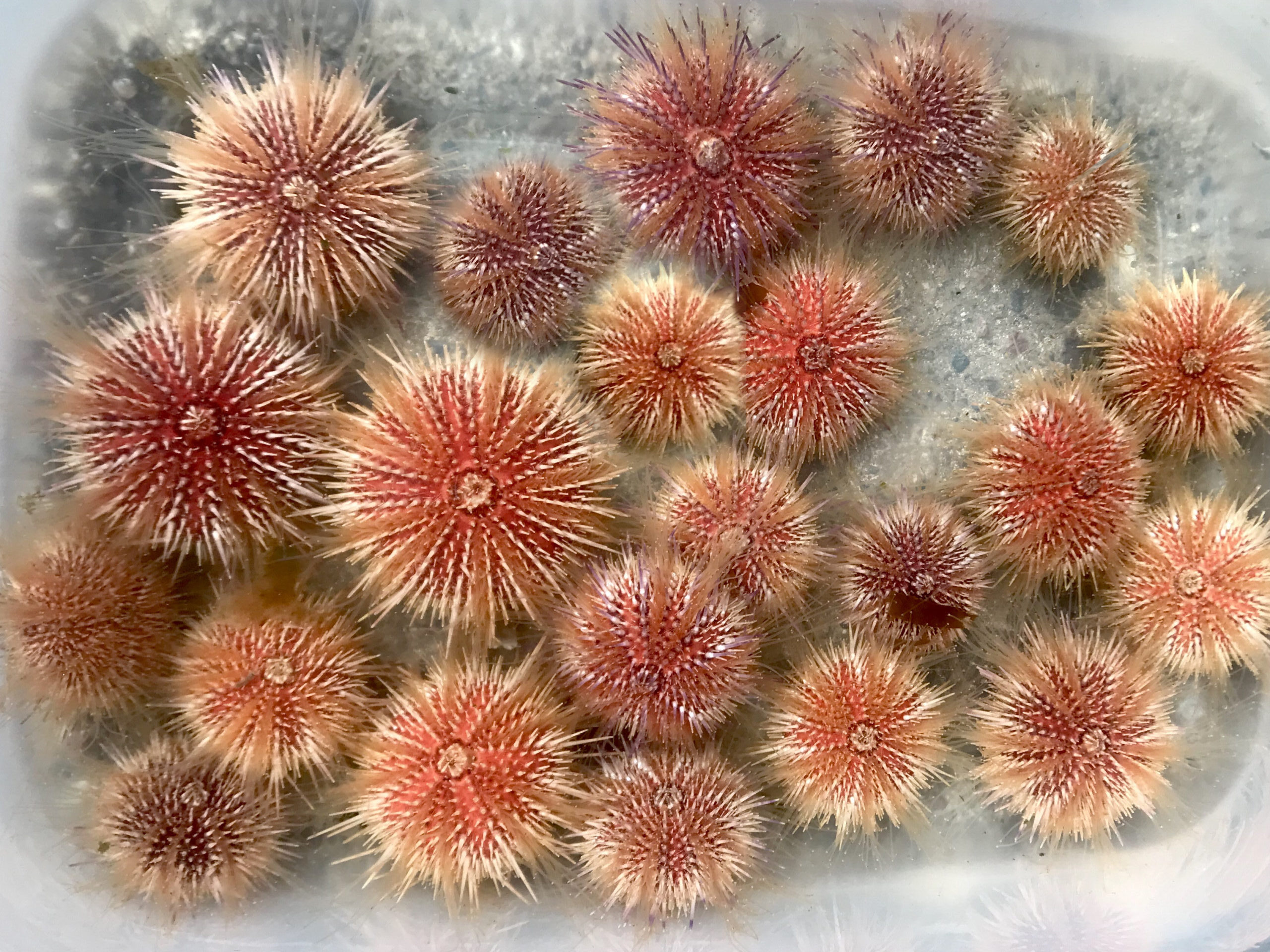 A group of sea urchins