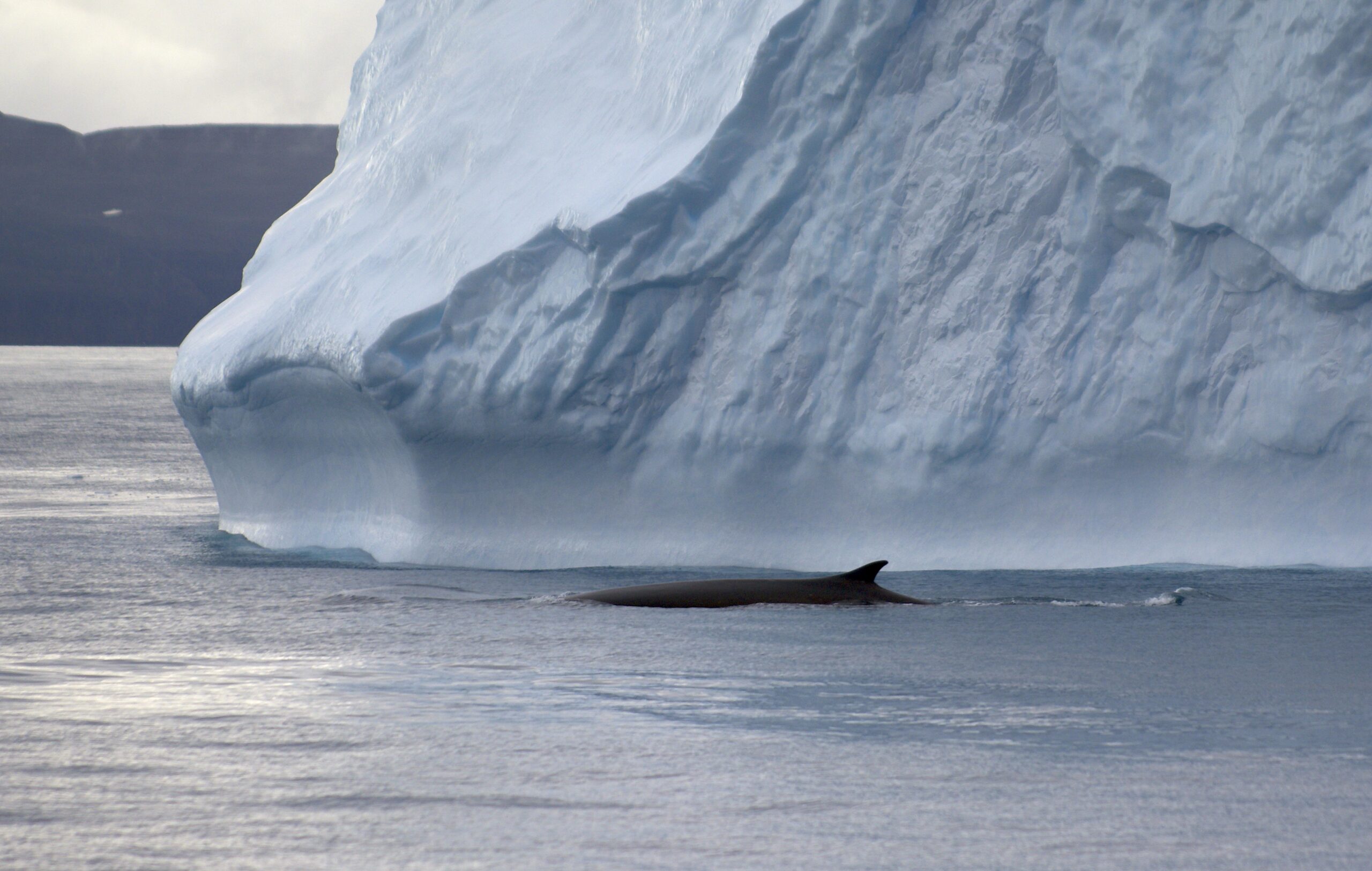 A whale in front of iceberg