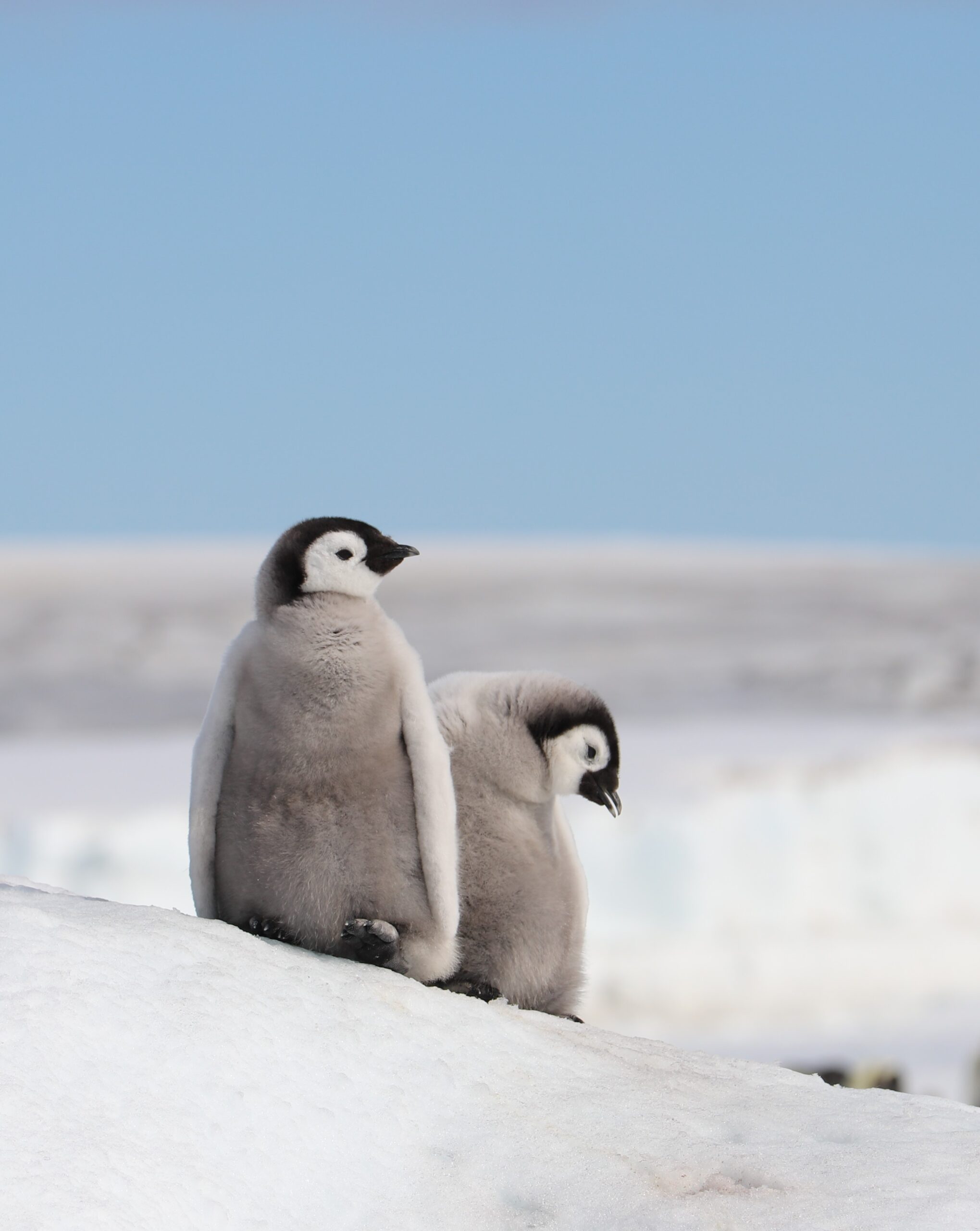 Two penguins standing in the snow