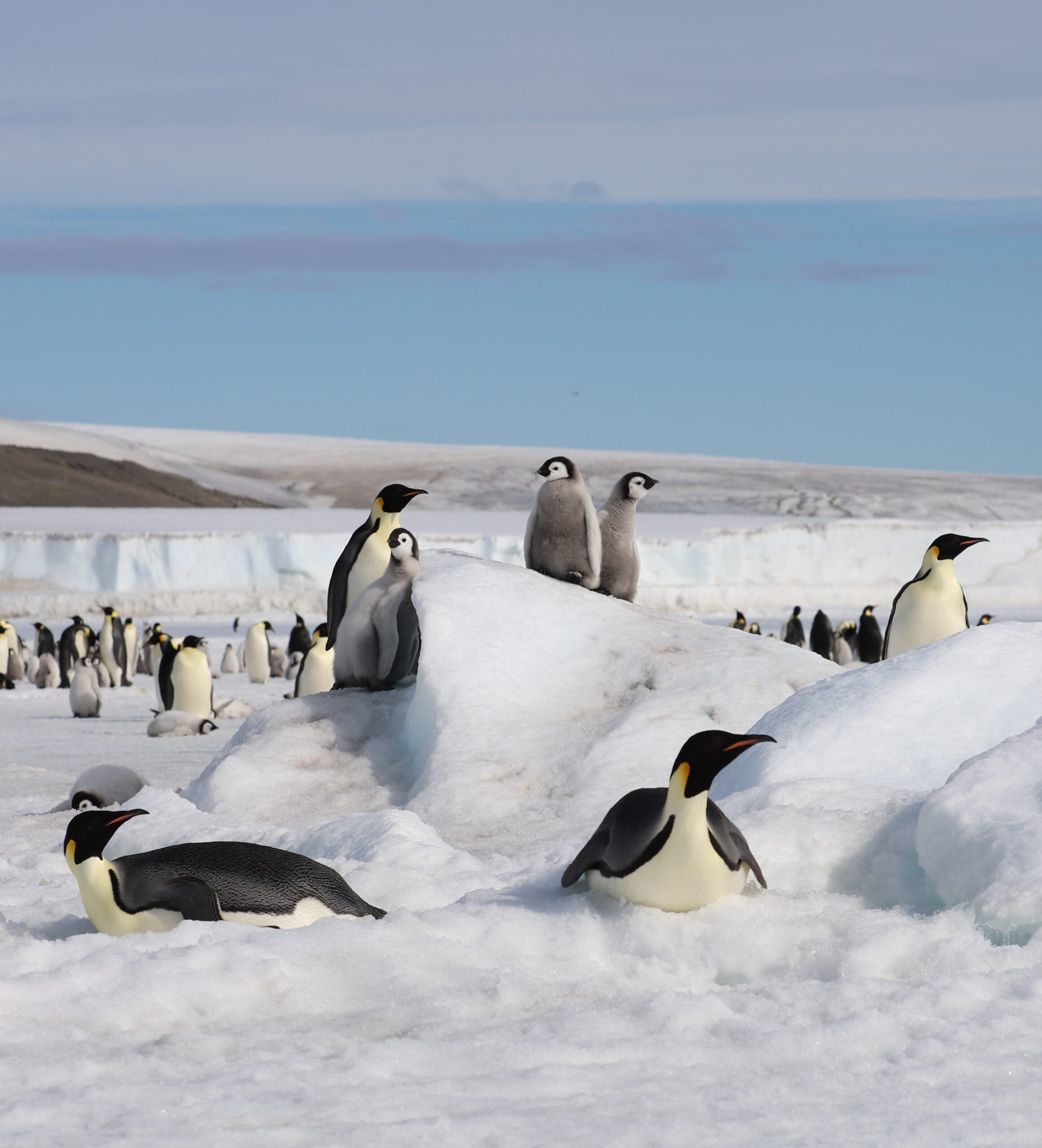 A group of penguins in the snow