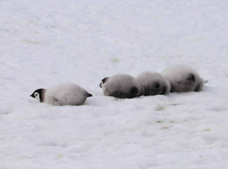 A group of polar bears in the snow