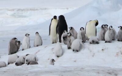 A group of penguins in the snow