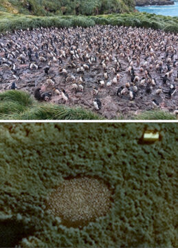 A flock of birds sitting on a rock