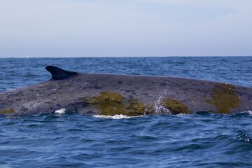 A blue whale swimming in the ocean