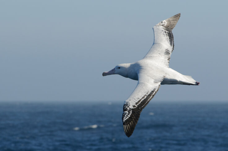 A bird flying over a body of water