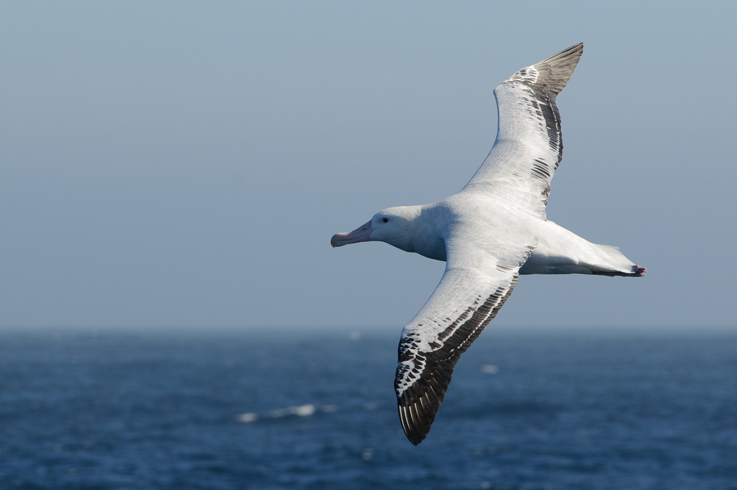 A bird flying over a body of water