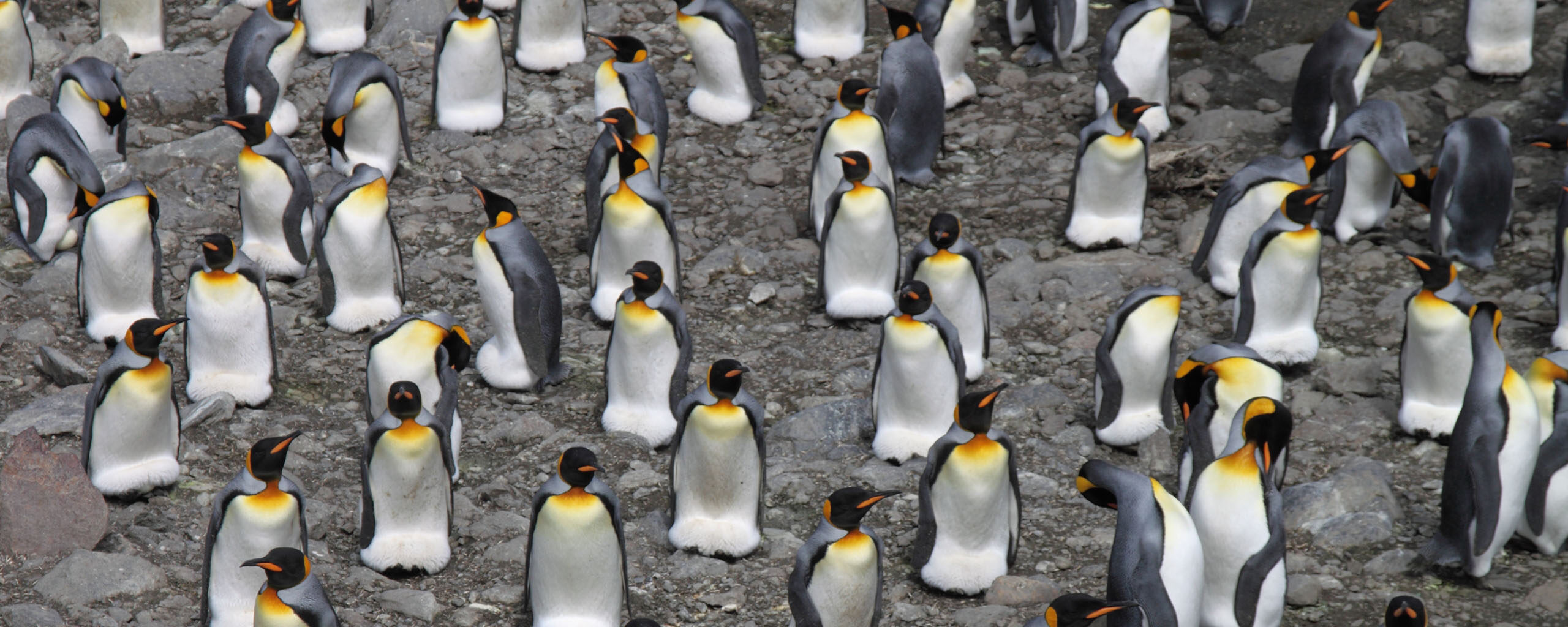 King penguin colony