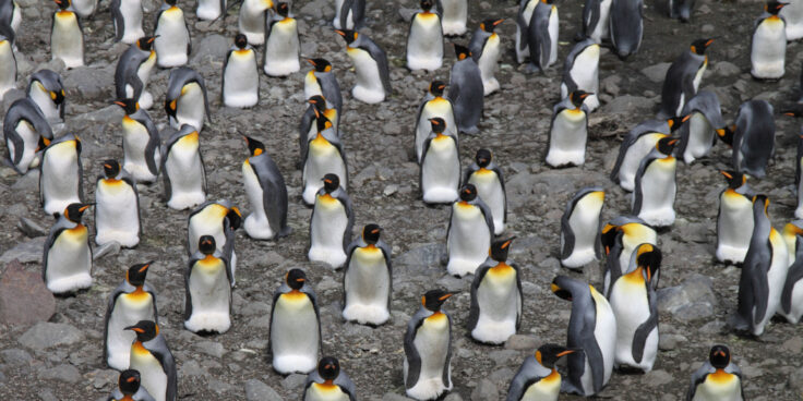 King penguin colony