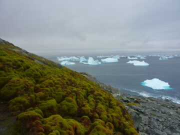 A close up of a hillside next to a body of water