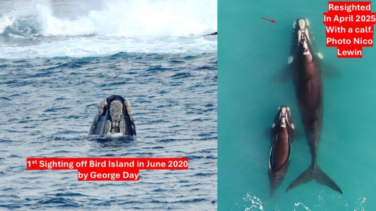 Two photos showing the same whale. One June 2020, the other April 2025. 