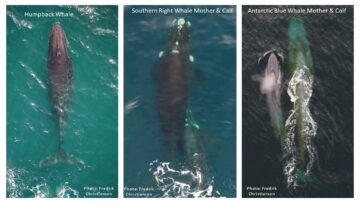 An annotated picture of three types of whale swimming in the sea