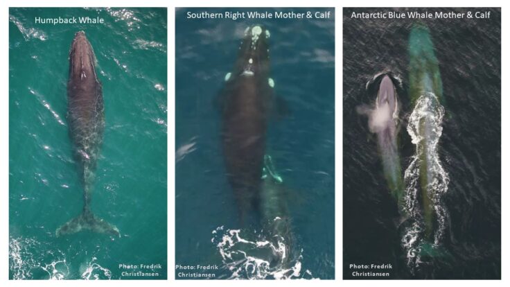 An annotated picture of three types of whale swimming in the sea