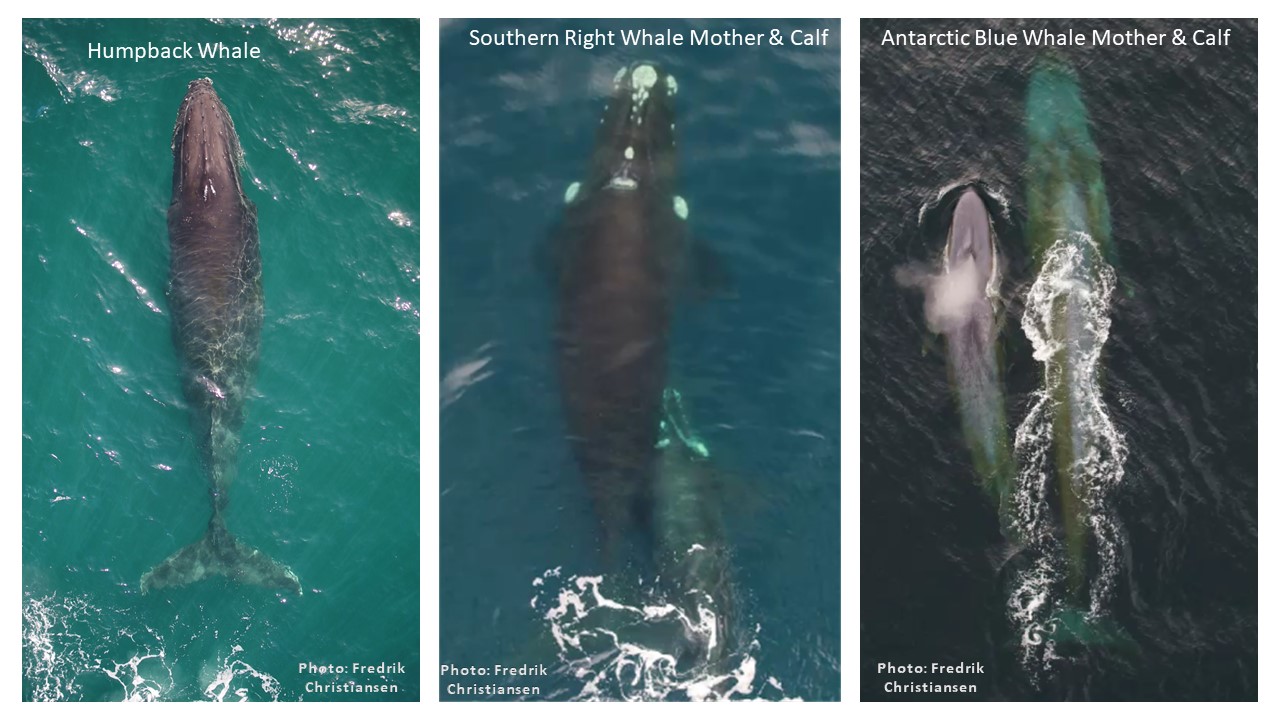 An annotated picture of three types of whale swimming in the sea