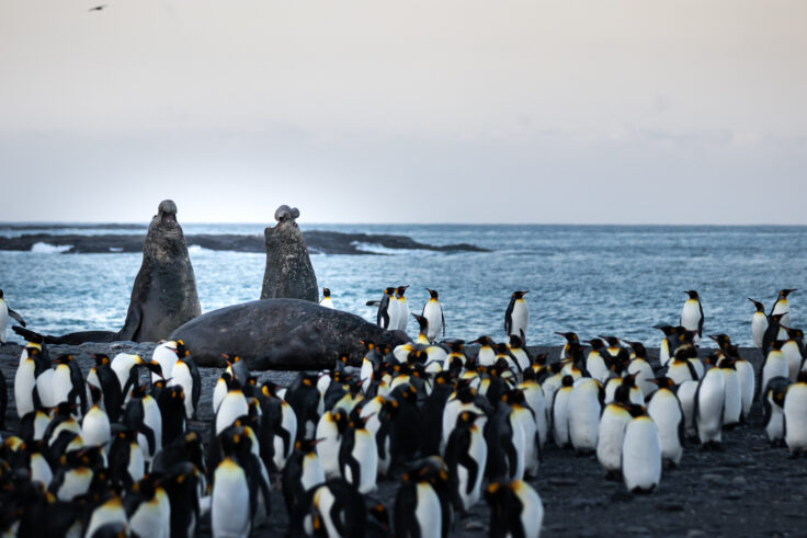 Two bull elephant seals fighting on the beach, surrounded by penguins.