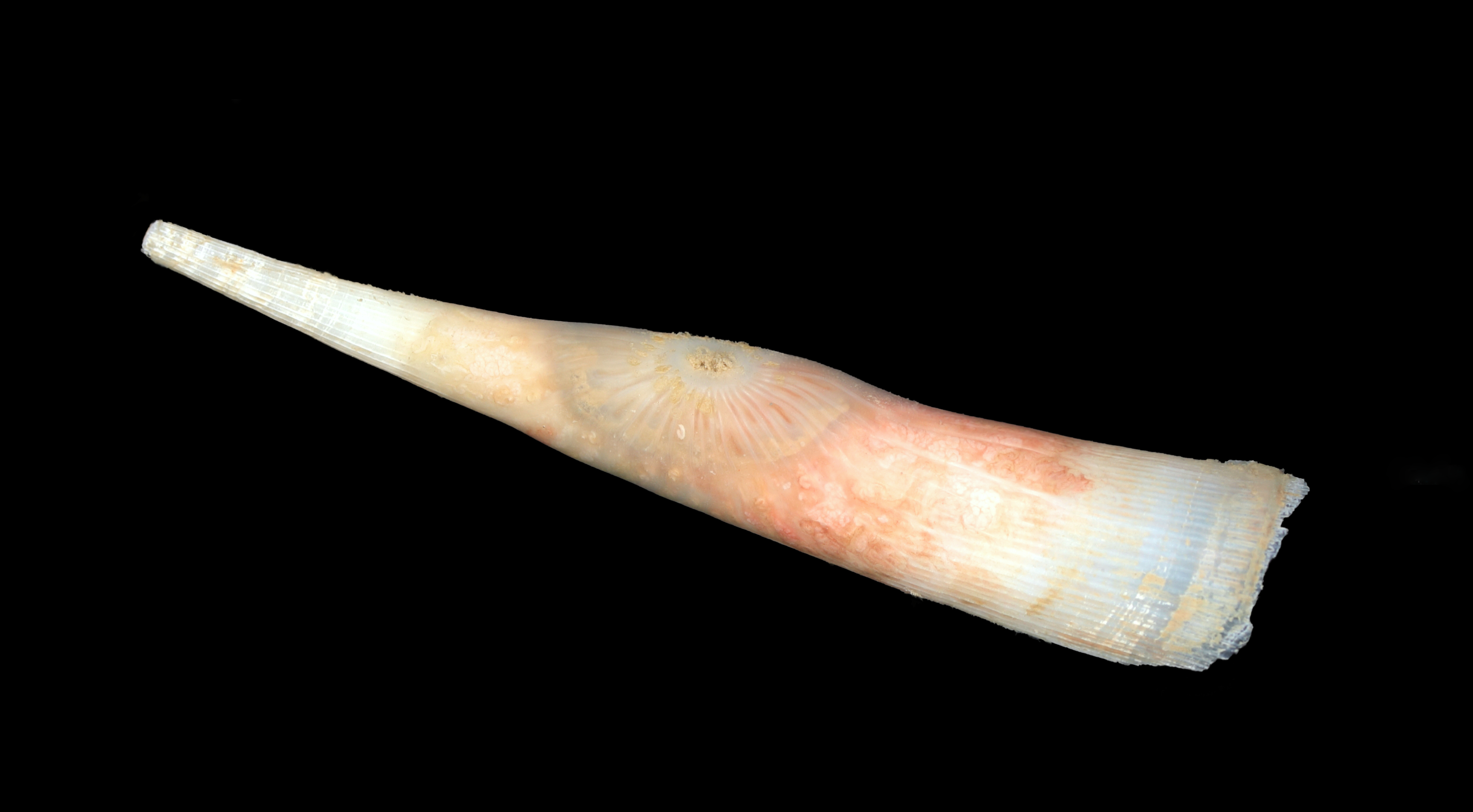 A close up of a long, cone-shaped species which is coloured white at its tip, tapering down to a beige, then fleshy pink colour at its middle, and returning to a translucent beige at the widest part of its cone. It is pictured in the deep sea, and so the background is pitch black