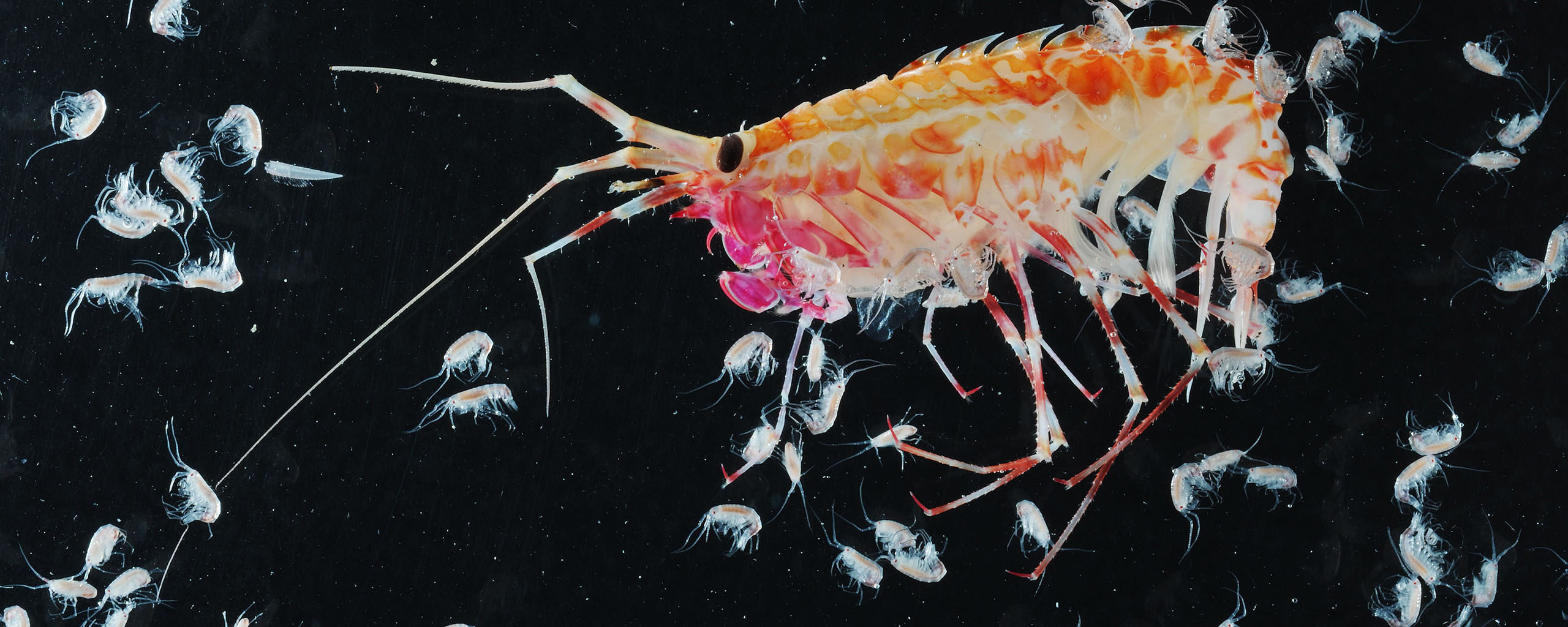amphipod