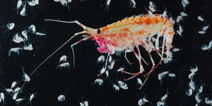 amphipod