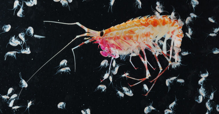 amphipod