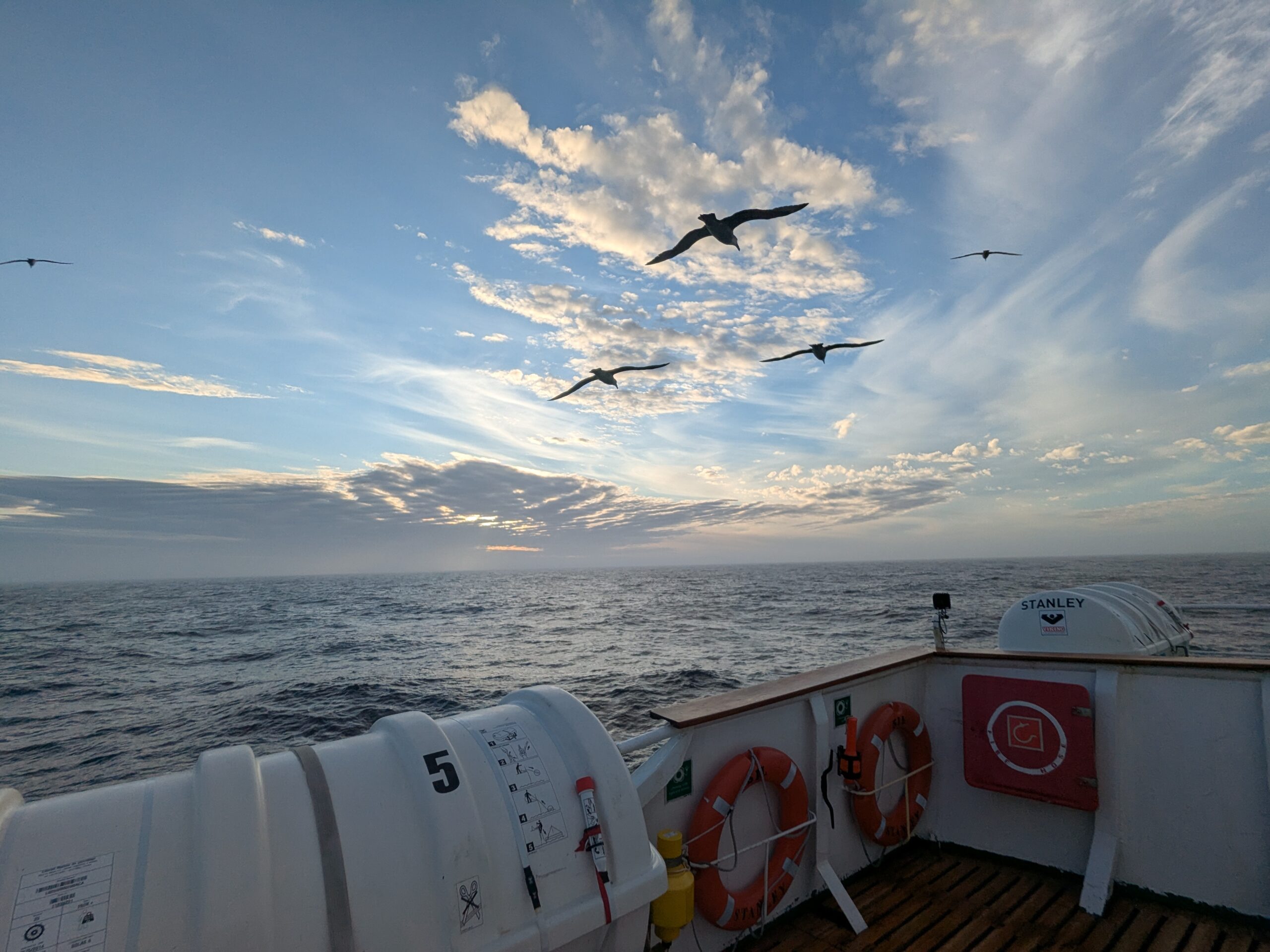 Birds soar over the back of a boat