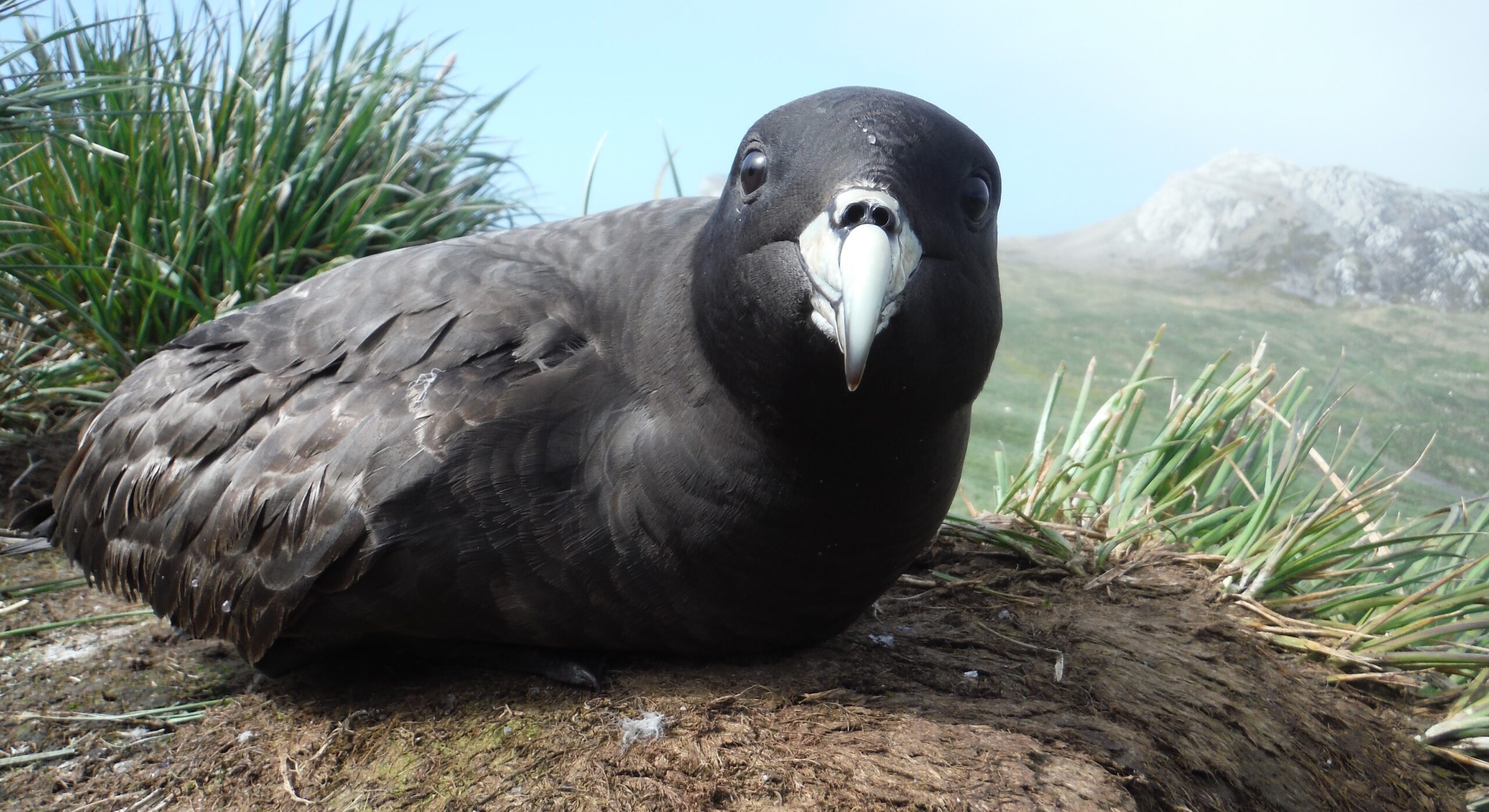 A bird sitting on a rock