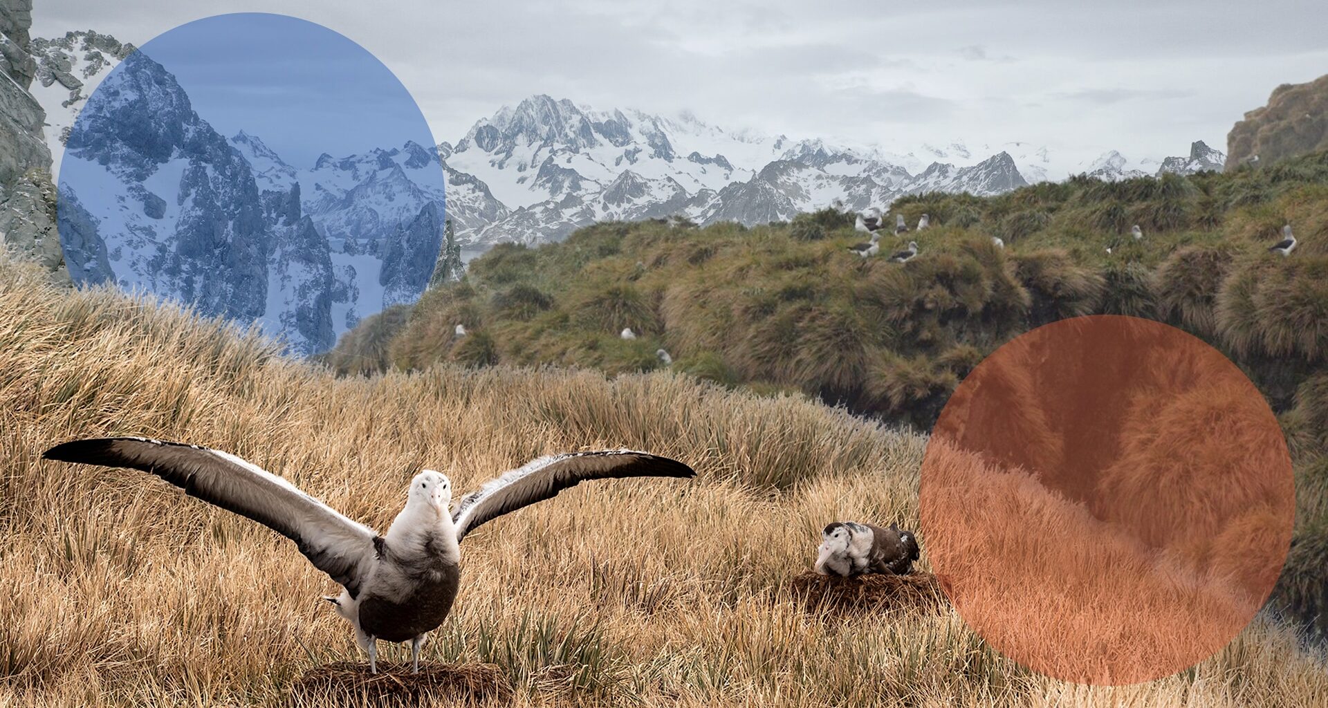 A bird standing on a dry grass field
