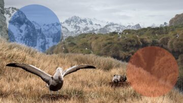 A bird standing on a dry grass field