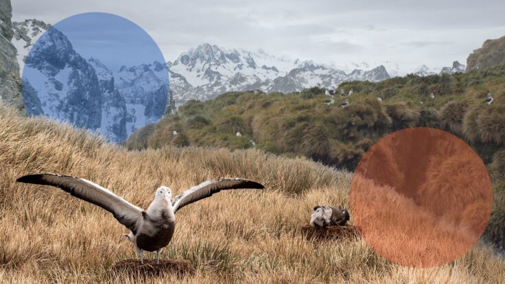 A bird standing on a dry grass field