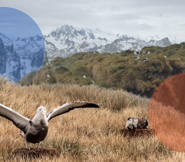 A bird standing on a dry grass field