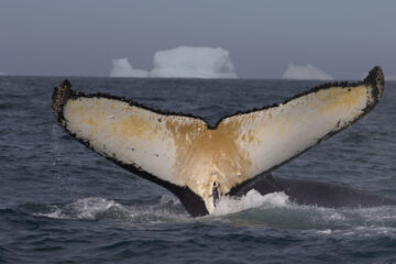 A Humpback Whale fluke