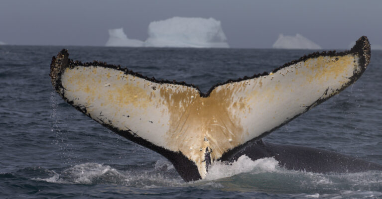 A Humpback Whale fluke